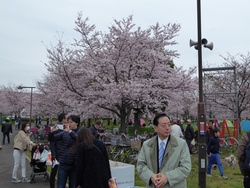 千本桜まつり.jpg